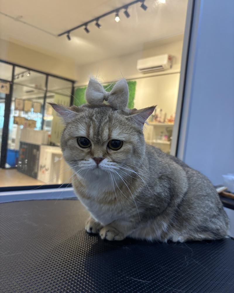 Golden British Shorthair with a fur bow after grooming