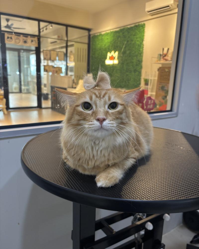 Ginger long-haired cat with a fur bow after grooming